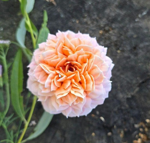 [Яна Мурачёва] [pryancholito] Розы ГРЕЙС из зефира_0.png